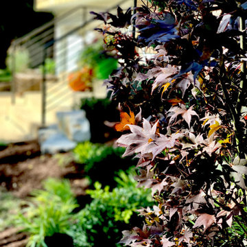 Japanesse front Yard Garden