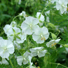 side garden
