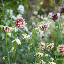 Cottage Gardens