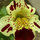 seedsite