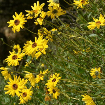 Bush Sunflower