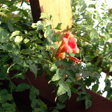 Trumpet vine provides native shade