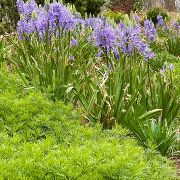 Camassia 'Blue Danube' and Coreopsis 'Zagreb'