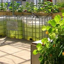 Aquaponics