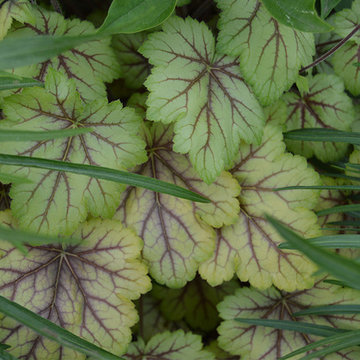 Plantings