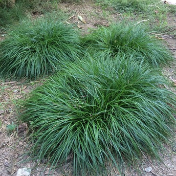 Ornamental Grass