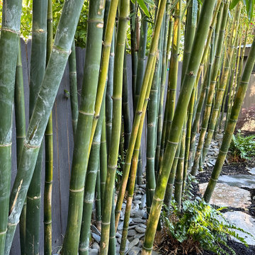 Davis Zen Backyard