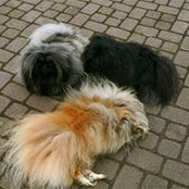 Angelika Wolfrum's photo