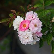 Arabella Harmon's photo