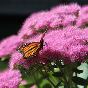 Caroline Stickland's photo