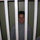lori_devine
