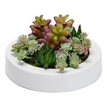 Mixed Succulents in 7" Round White Plastic Container
