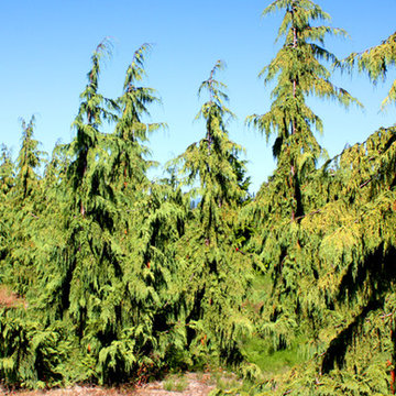 'Pendula' Weeping Alaskan Cedar