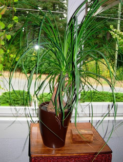Ponytail Palm soil | Houzz Forum