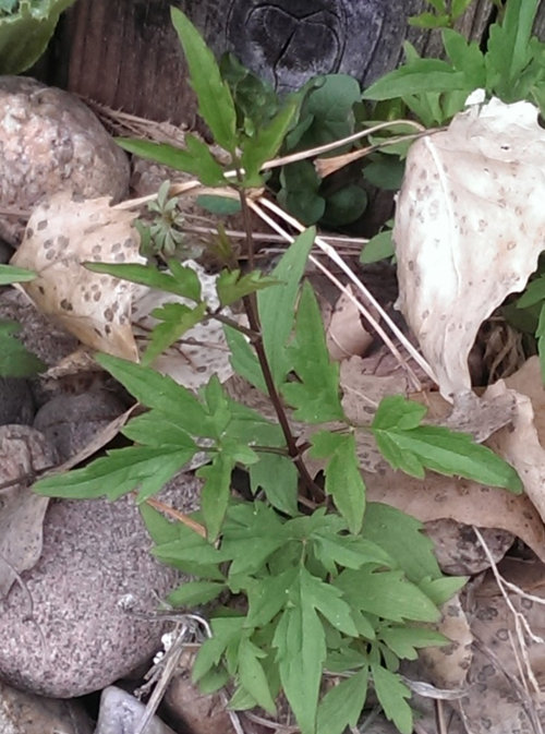Can anyone identify? How to do I kill this thing called Clematis?