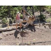 Sylvia Rostron's photo