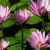 Lori Fields's photo