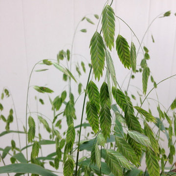 Northern Sea Oats