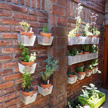 plants