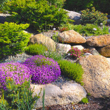 Plants