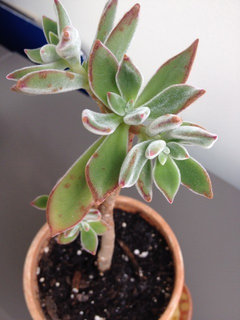 Fuzzy Succulent: Brown Spots & Shriveling Leaves | Houzz Forum