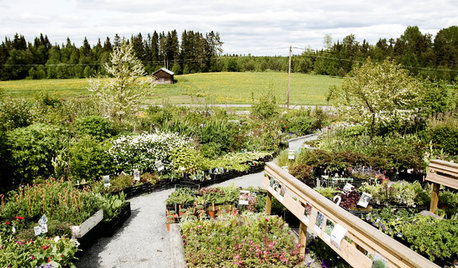 Möt tre tuffa trädgårdsmästare som odlar på nordliga breddgrader