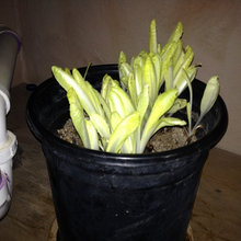 Gardening
