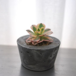 Handmade Concrete Planters - Area Rugs