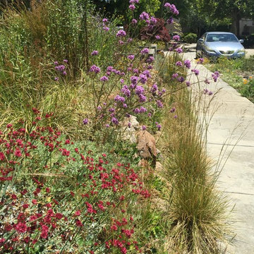Award Winning Habitat Garden