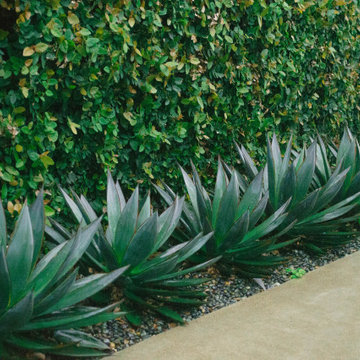 Laguna Niguel Succulent Garden
