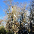 Tree Guys Tree Service's profile photo