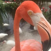 Tracy De Smet-Padgett's photo
