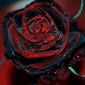 Desiree Hope's photo