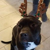 Stacie Cremeans's photo