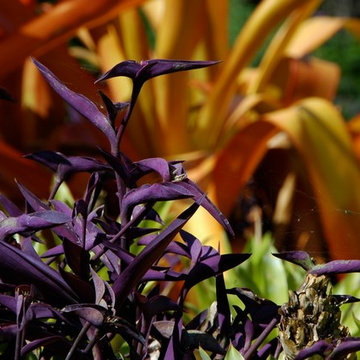 Miami Landscape Design Ideas