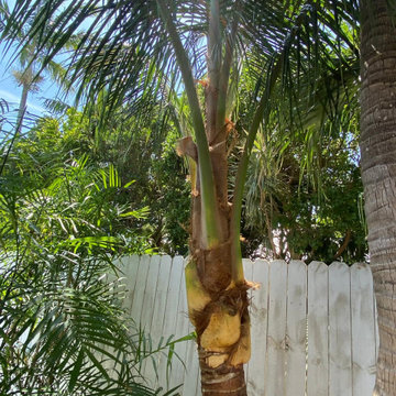 Palm Tree Maintenance & Tropical Landscape Care in Key West
