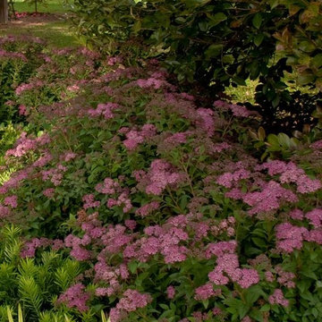 Little Bonnie™ Dwarf Spiraea Spiraea x bumalda 'BL0601' Little Bonnie ™