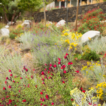 Deer-Resistant Pollinator Garden