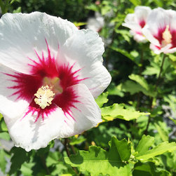 Current Featured Plants - Products