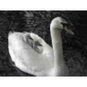 Debbie Needleman's photo