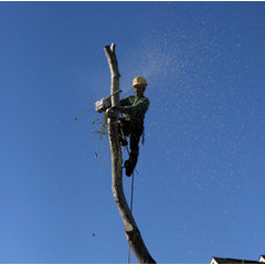 CFB Worcester Tree Service