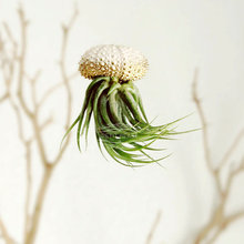 plants