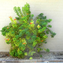 Plant information