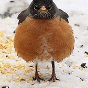 Joanne Bailey-Boorsma's photo