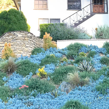 Drought Tolerant Landscape--Hillside