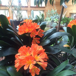 Clivia - Products