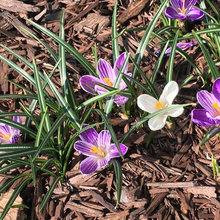 Kansas Home Garden