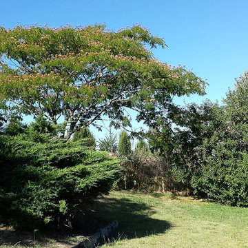 Albizia (arbre)