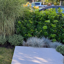 Front Yard landscaping