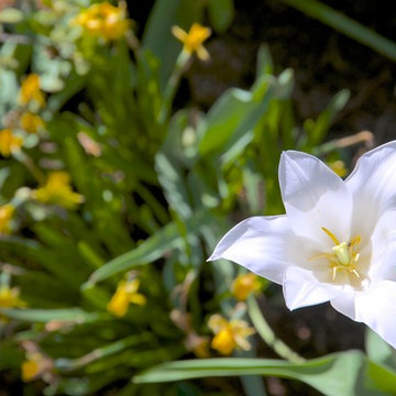 Daily Moments in the Garden